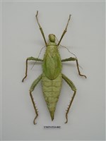 藏品(竹節蟲)的圖片